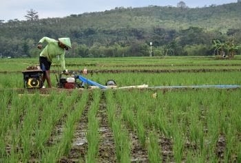 Meski NTP Naik 0,05 Persen, Petani di Riau Secara Umum Mengalami Defisit