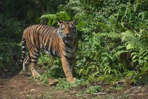 BBKSDA Riau Turunkan Tim ke Koto Tuo Kampar Pasca Kemunculan Harimau di Pemukiman Warga