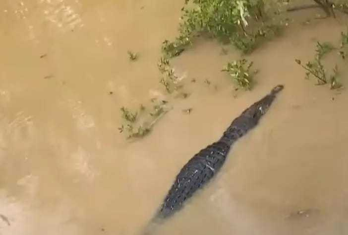 Tiap Sore Warga Rohil Berharap Bisa Saksikan Buaya Nongol di Sungai Rokan
