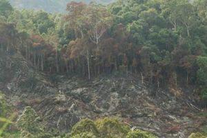 GoRiau Wah, Ada 117 Perusahaan di Riau Dilaporkan karena Diduga Merusak Hutan