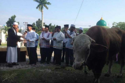 Gubernur Riau Serahkan Sapi Jokowi Seberat 800 Kg ke Masjid Agung An-Nur Pekanbaru