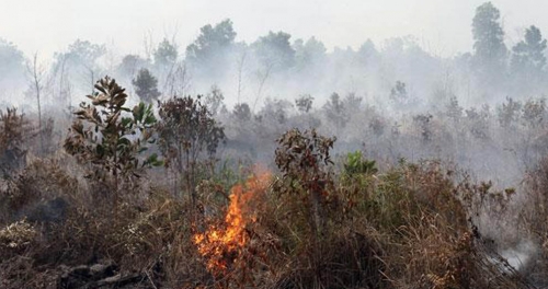 Puluhan Titik Api Kembali Bermunculan di Riau, 3 Heli Dikerahkan Padamkan Api