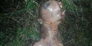 GoRiau Setelah Dengar Jeritan Tengah Malam, Wanita Ini Temukan Alien di Belakang Rumah, Begini Wujudnya