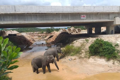 HK Pertahankan Terowongan Gajah di Tol Pekanbaru - Dumai, Ini Targetnya