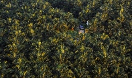 PT SSK Diduga Caplok Hutan Lindung Riau