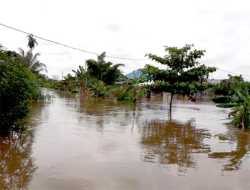 Banjir Juga Rendam Kebun dan Rumah Warga di Payung Sekaki