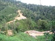 Pemerintah Harus Cari Solusi untuk Warga Tempatan di Sekitar Hutan