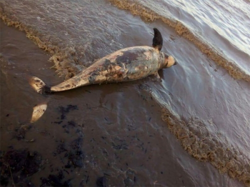 Dua Dugong yang Mati di Perairan Dumai Sudah Dikuburkan Warga
