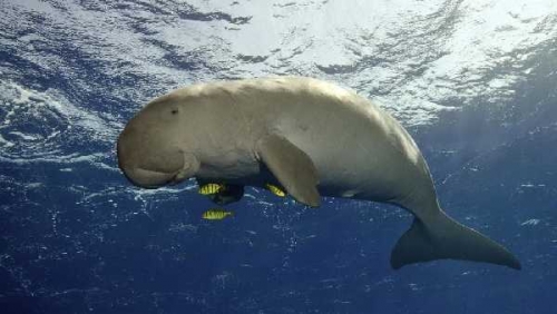 Dua Dugong Dikabarkan Mati di Laut Dumai, BBKSDA Riau: Kami Belum Terima Laporan