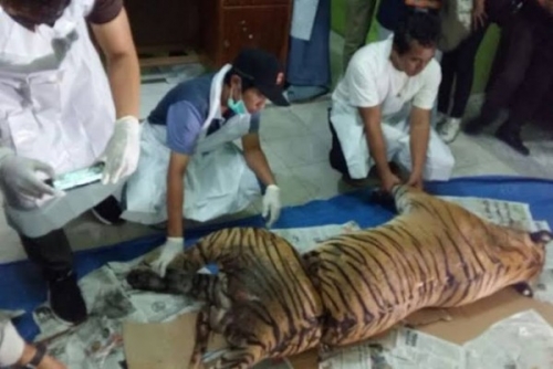 Jerat Harimau Sumatera, Warga Kuansing Dituntut Penjara 4 Tahun 6 Bulan