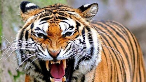 Terkaman Harimau Terus Menghantui, Kapolres Inhil Minta Warga Lakukan Hal Ini Jika Keluar Rumah