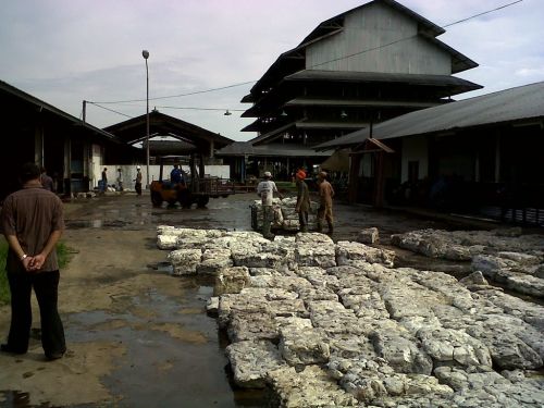 Miliki Kebun Karet yang Luas, Sudah Seharusnya Rohul Miliki Pabrik Sendiri