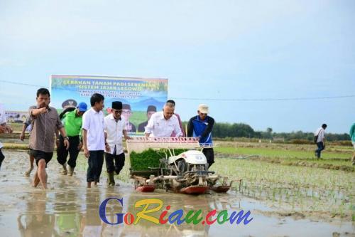 Sore Ini, Gubernur Riau Jadi Petani Menanam Padi di Desa Binuang Bangkinang