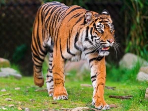 GoRiau Lagi, Dua Harimau Masuk ke Pemukiman dan Serang Sapi Warga Teluk Meranti Pelalawan