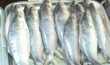 Wuih.., Riau Terapkan Zona Larangan Penangkapan Ikan Terubuk