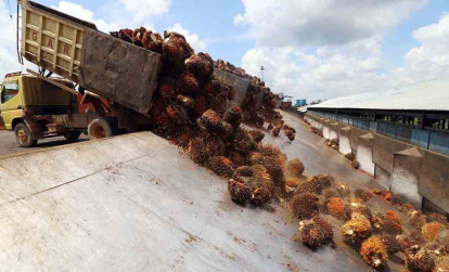 GoRiau Gubernur Riau Intervensi PKS yang Beli Tandan Buah Sawit di Bawah Harga Standar