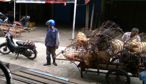 Lokasi Bongkar Babi di Juling Selatpanjang Dekat Dengan Kedai Kopi dan Tempat Makan, Seharusnya Ada Pelabuhan Khusus