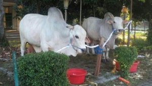GoRiau Jokowi Kurban Sapi Raksasa di Istiqlal, Beratnya 1,5 Ton dan Harganya Rp70 Juta, Ini Penampakannya