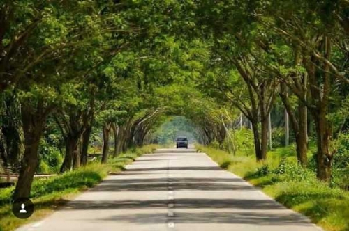 Jalan-jalan di Siak Rindang dan Bersih, Mungkinkah Seluruh Jalan di Riau akan Sehijau Siak Pasca Syamsuar Jadi Gubernur?