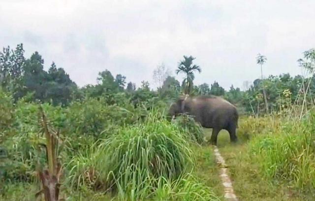Gajah Codet Masuk Perkebunan Warga di Jalan Siak Duri, BBKSDA Riau Turunkan Tim Penggiring, Warga Diimbau Jangan Sakiti Satwa Dilindungi