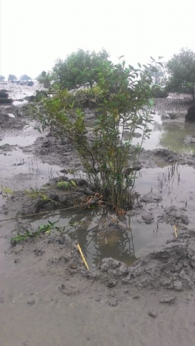 Bangun Pengaman Pantai, Malah Ekosistem Mangrove di Bantan Dirusak