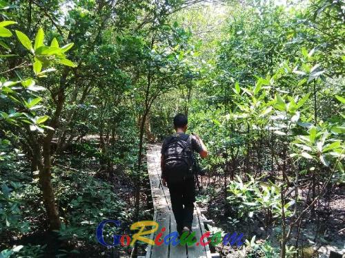 Wisata ke Hutan Bakau di Dumai, Pilihan Tepat Untuk Santai Sambil Belajar