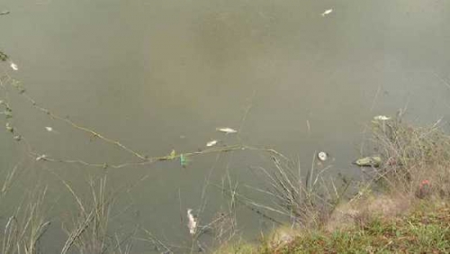 Hujan Berkepanjangan, Peternak Ikan Patin di Kampar Rugi Ratusan Juta