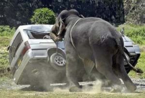 GoRiau Setelah Rusak Rumah Warga, Gajah Ini Selamatkan Seorang Bayi dari Reruntuhan