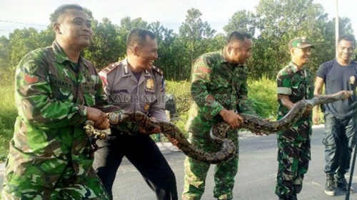 Sambil Tertawa, Personel TNI dan Polri Taklukkan Ular Besar, Lihat Nih Fotonya...