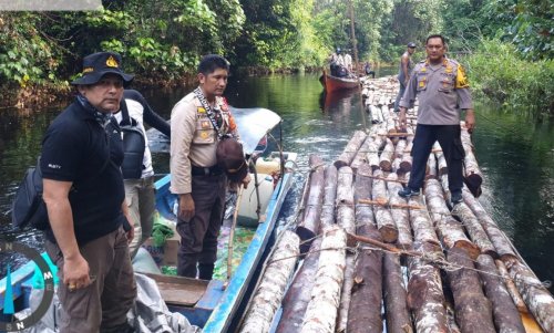 Diduga Illegal Logging, Kayu Gelondongan Banyak Mengapung di Sungai Menuju TM Danau Zamrud
