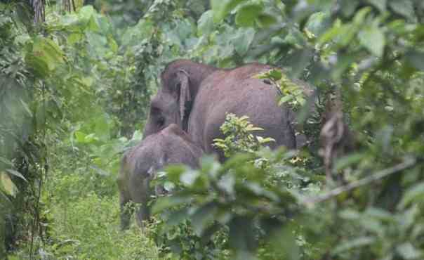 Gajah-Gajah Liar Masuki Pemukiman Warga Rumbai Bukit Pekanbaru, Petani Kehilangan Hasil Panen