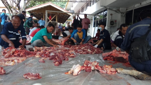 Hari Ini Pemko Pekanbaru Potong 29 Ekor Sapi untuk Idul Adha 1440 H