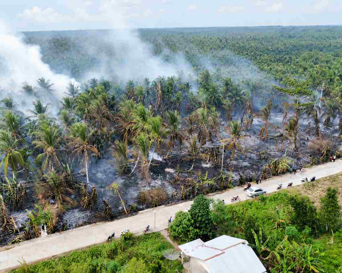Kabut Asap Pekat Selimuti Jalan Lintas, Kebakaran Hebat Landa Perkebunan Kelapa di Inhil