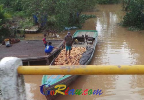 Hamparan Kelapa Inhil dan Sagu Meranti Diprioritaskan Mendapatkan Pembiayaan Perbankan