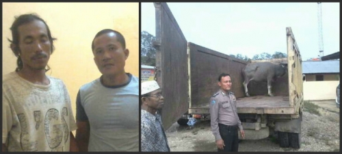 Bekuk Dua Pelaku, Polisi Gagalkan Pencurian Kerbau di Kuansing
