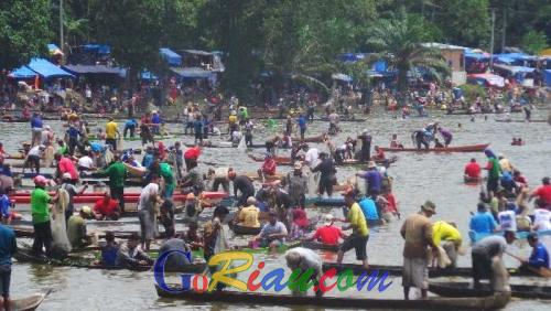 Maauwo, Ratusan Warga Saling Berebut Ikan Motan di Danau Bakuok Kampar