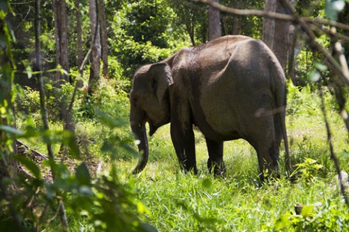 Dua Gajah Terlatih Diturunkankan untuk Menghalau Gajah Liar yang Injak-injak Tukiya di Pinggir Bengkalis