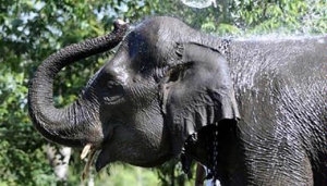 GoRiau Lagi Nyadap Karet, Warga Muara Basung Pinggir Tewas Diinjak-injak Gajah Liar