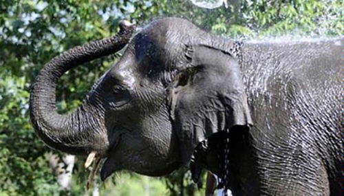 Lagi Nyadap Karet, Warga Muara Basung Pinggir Tewas Diinjak-injak Gajah Liar