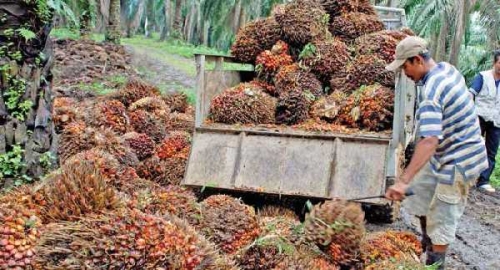 Harga TBS Kelapa Sawit di Riau Anjlok, Pekan Ini Langsung Turun Rp145,72 per Kilogram