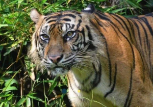GoRiau Diterkam Harimau Sumatera Saat Menggiling Kopi, Mustadi Tewas Mengenaskan