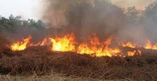 Kementan: 9 Provinsi Rawan Kebakaran Hutan, Termasuk Riau