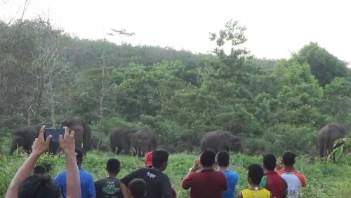 Demi Mengambil Foto Gajah Liar dari Jarak Dekat, Warga Kecamatan Pinggir Rela Menantang Maut