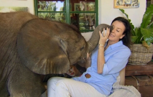GoRiau Anak Gajah Ini Tak Mau Berpisah dengan Wanita yang Menyelamatkannya, Tidur Pun dalam Rumah