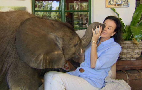 Anak Gajah Ini Tak Mau Berpisah dengan Wanita yang Menyelamatkannya, Tidur Pun dalam Rumah