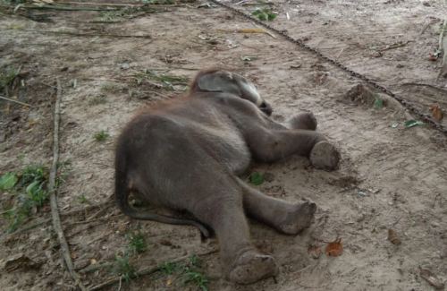 Diselamatkan dari Jerat, Gajah Muda Puan Pandan Wangi Mati Akibat Gangguan Pencernaan