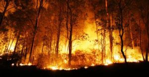 GoRiau Lahan Terbakar di Bengkalis 2.747 Hektare