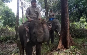 GoRiau Banjir Kampar, 2 Gajah Terpaksa Diungsikan
