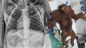 Orangutan dan Bayinya Disiksa Secara Keji di Aceh, 74 Peluru Bersarang di Tubuh dan Matanya