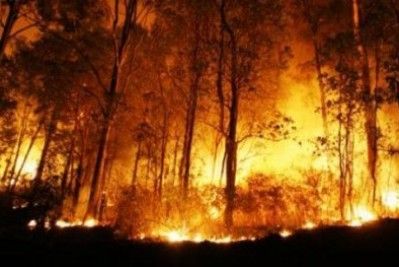 Hutan Lindung Bukit Betabuh Kuantan Singingi Terbakar